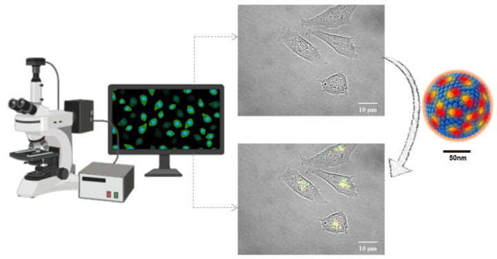 Nuevas nanopartículas fluorescentes para ver lo invisible a los ojos