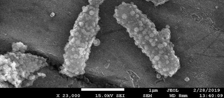 Bacterias para transportar nanopartículas cargadas con fármacos a tejidos tumorales
