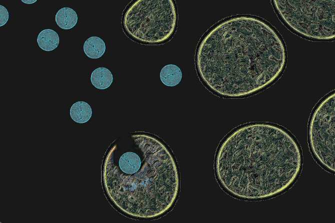 Un nuevo micromaterial libera nanopartículas que destruyen selectivamente las células cancerosas