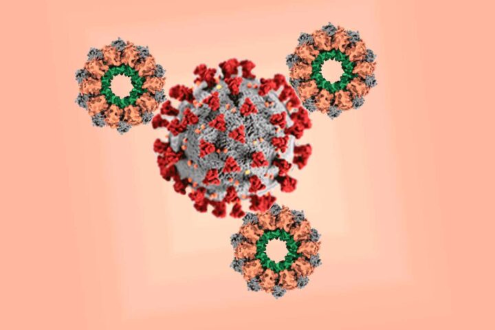 Tecnología antiviral disruptiva: nanoanillos de proteínas