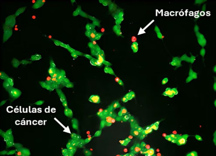 Desarrollan una estrategia para tratar tumores sólidos inspirada en piezas LEGO