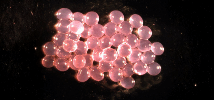 Hidrogeles de colágeno de atún para liberar fármacos contra el cáncer de mama